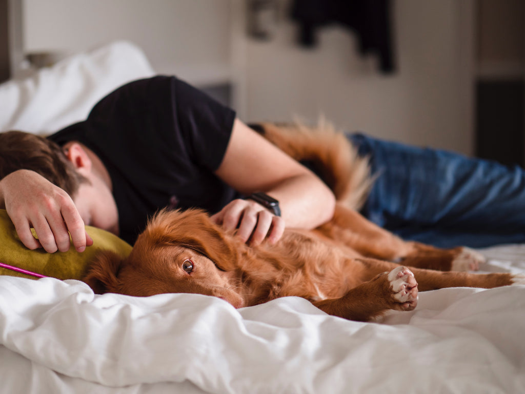 Cozying Up for Movie Nights with Your Dog: Experience the Doze Difference